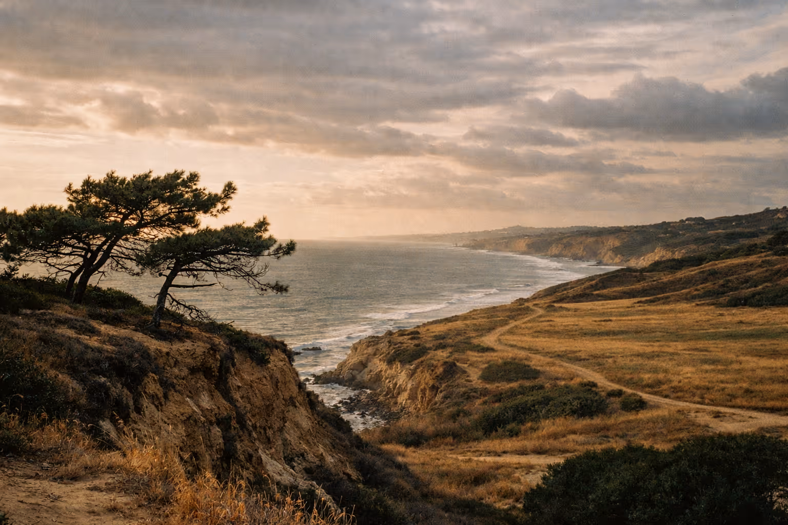 Wind-swept trees stand on coastal bluffs overlooking the ocean and rugged shoreline at sunset.
