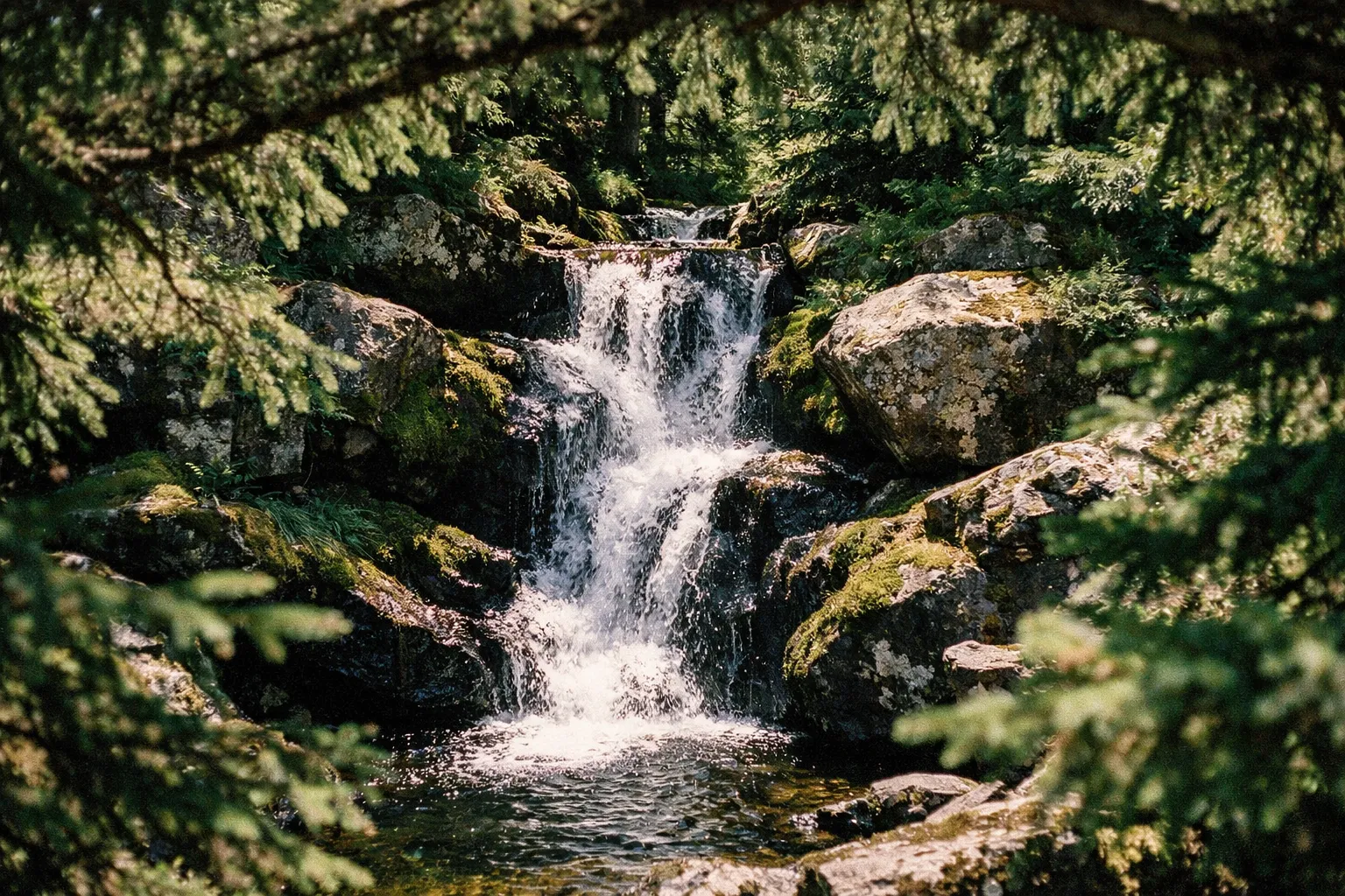 A small waterfall cascades over mossy rocks surrounded by dense evergreen trees in a forest setting.
