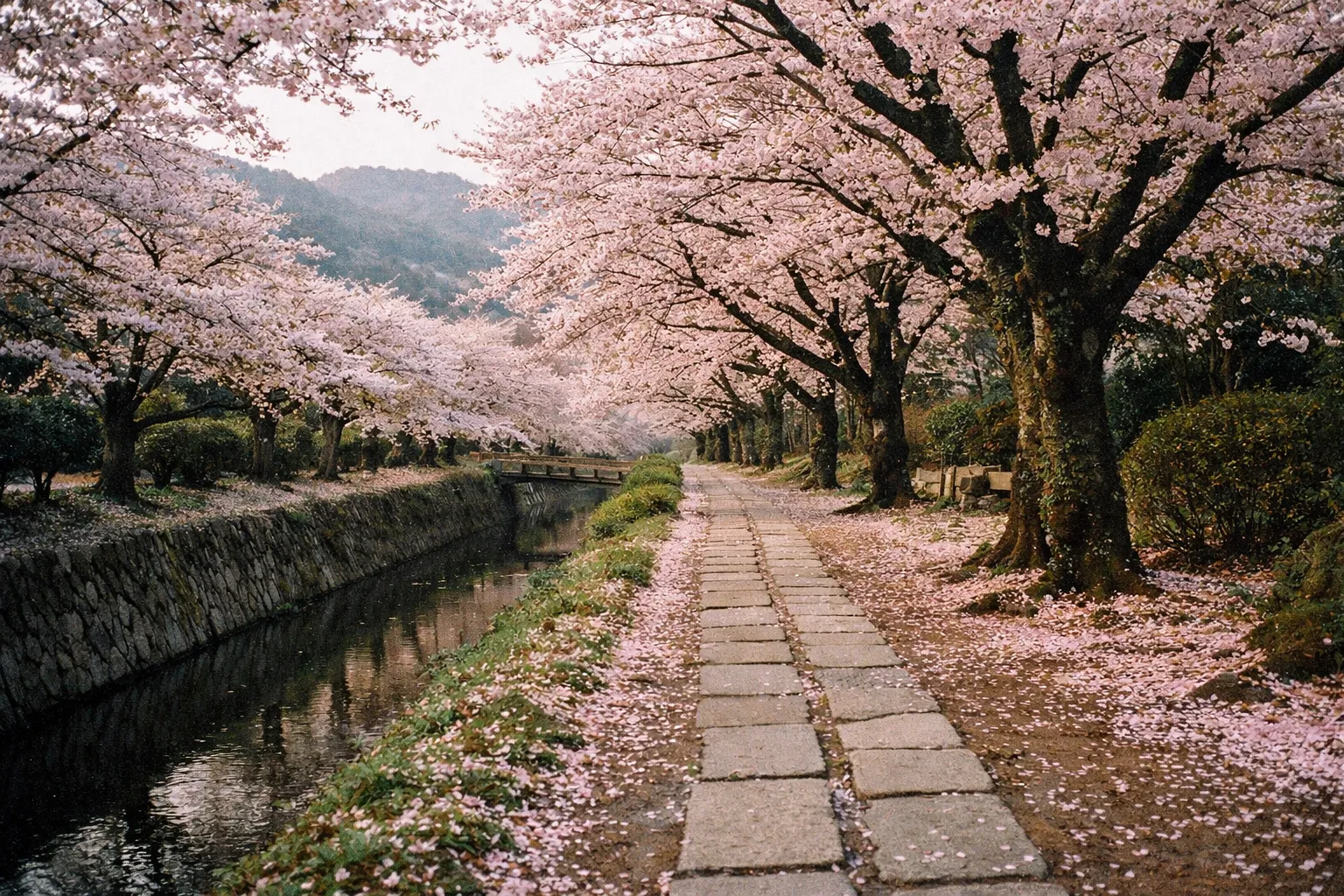 Philosopher's Path in Kyoto in bloom, empty stone walkway with pink petals carpeting the ground.