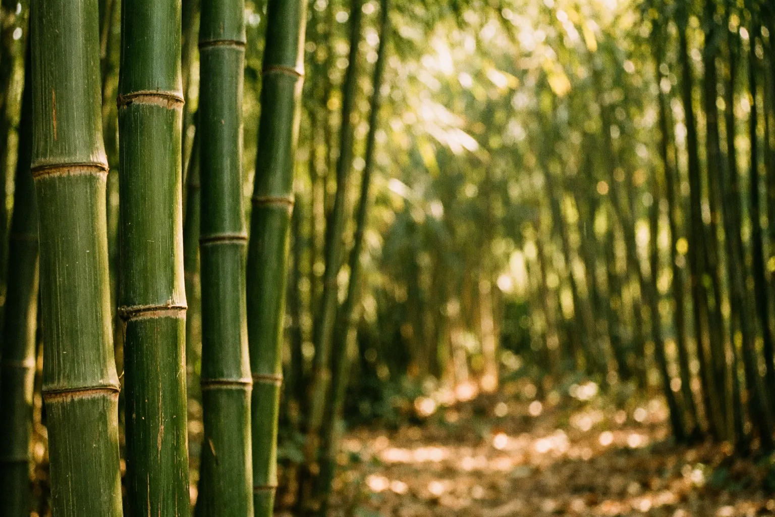 Sunlight streaming through a tranquil bamboo forest