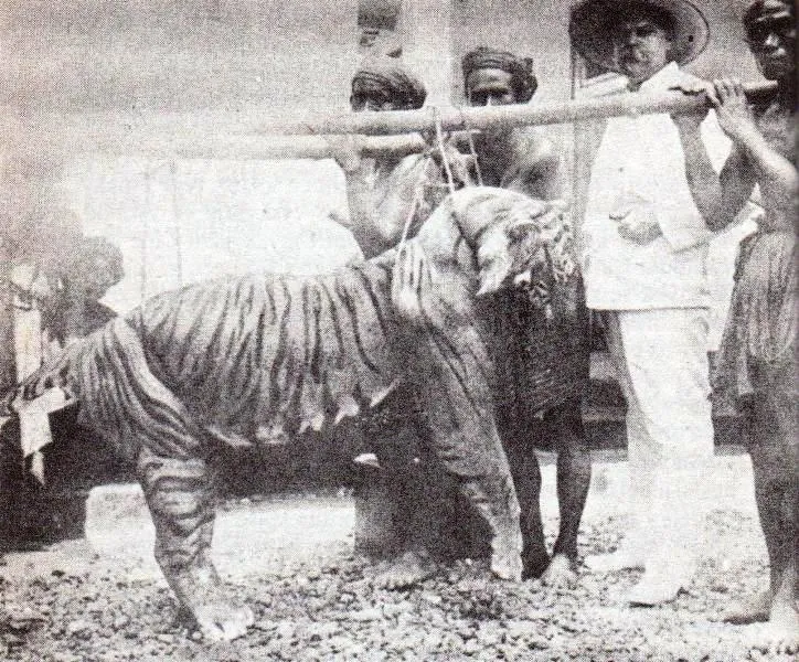 Discover the lost mystique Bali tiger