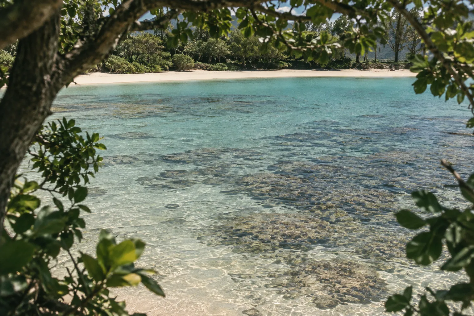 Clear shallow water and a sandy beach are framed by trees on Kauai.