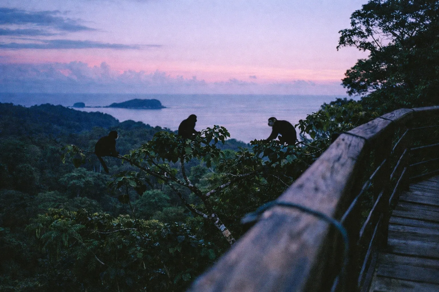 Monkeys sit in trees near a wooden walkway overlooking the ocean at Manuel Antonio National Park at dusk.