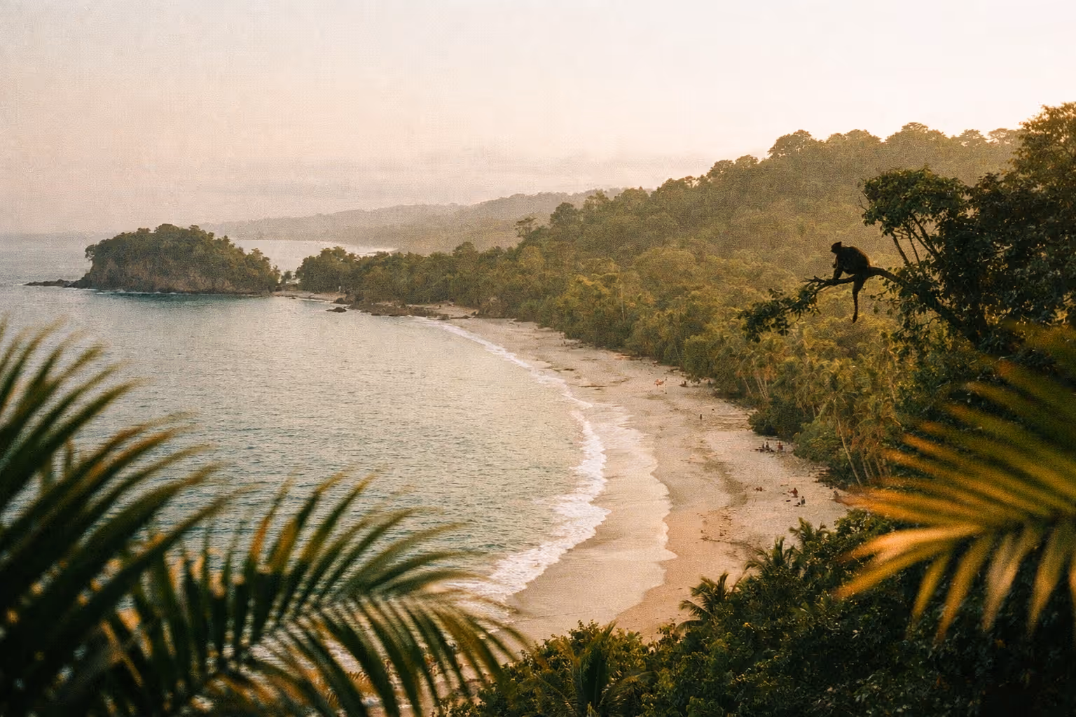 A monkey sits on a tree branch overlooking a tropical beach and forest at Manuel Antonio National Park.