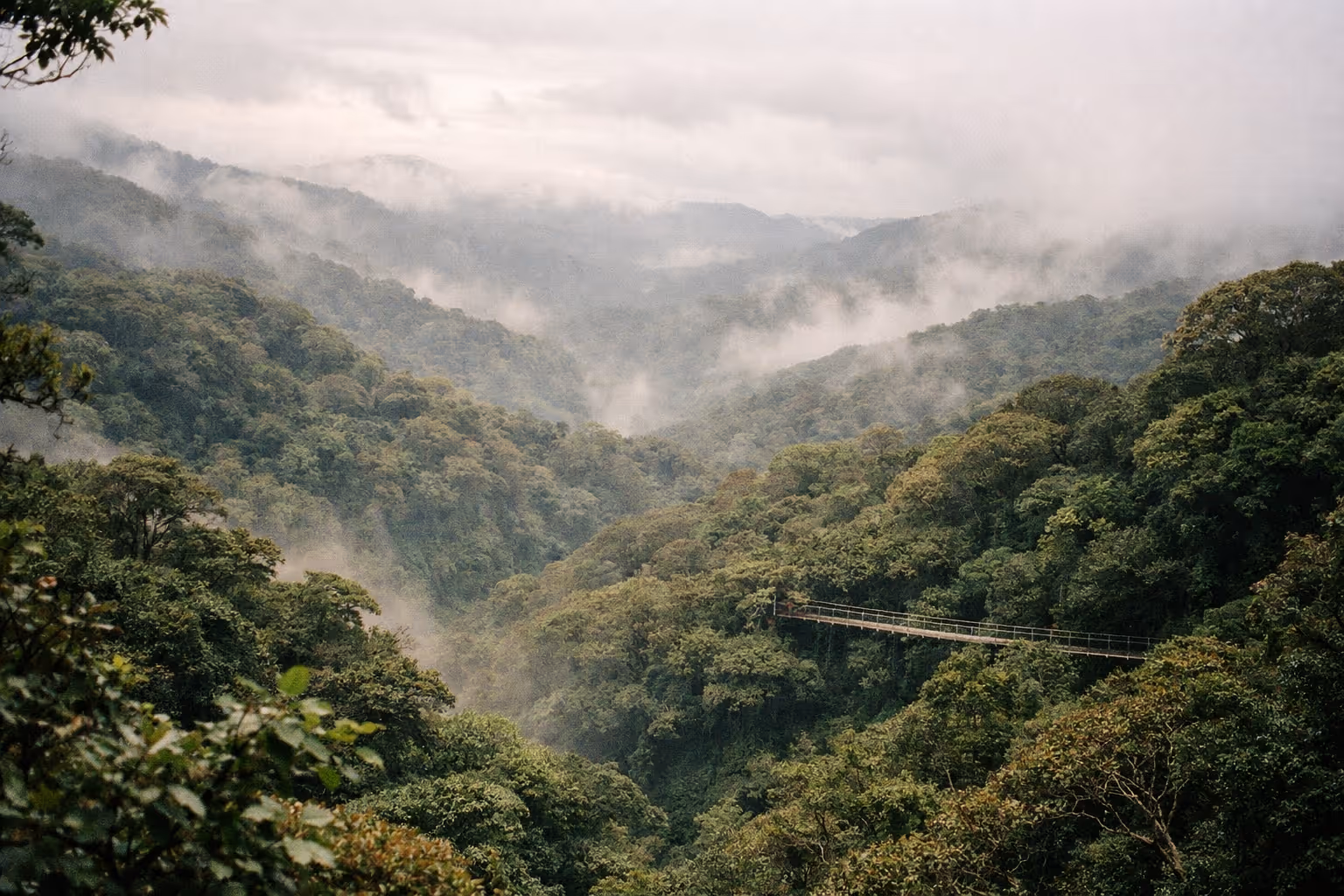 A hanging bridge spans the misty green canopy of the Monteverde Cloud Forest in Costa Rica.
