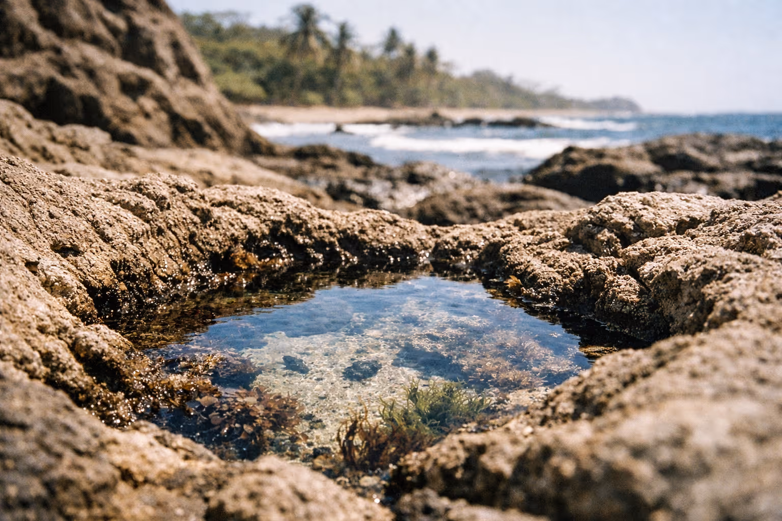 A tide pool surrounded by rocky shore with palm trees and waves in the background on a tropical beach.