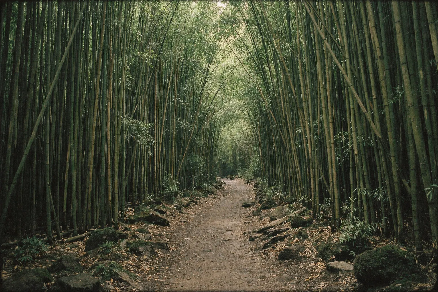 A dirt path runs through a dense bamboo forest with tall green stalks arching overhead.
