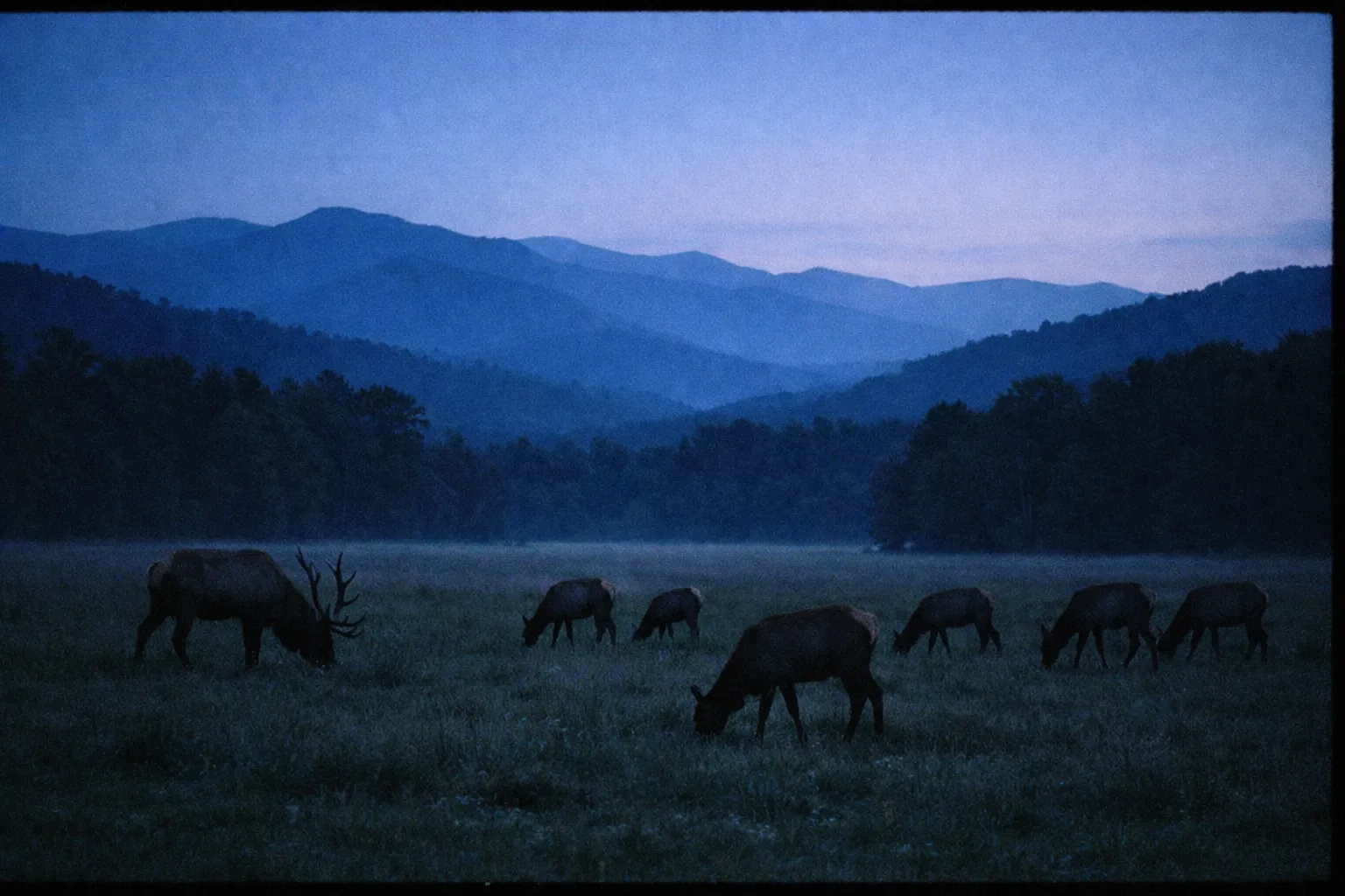 Elk grazing in a meadow at dawn with the Great Smoky Mountains in the background.