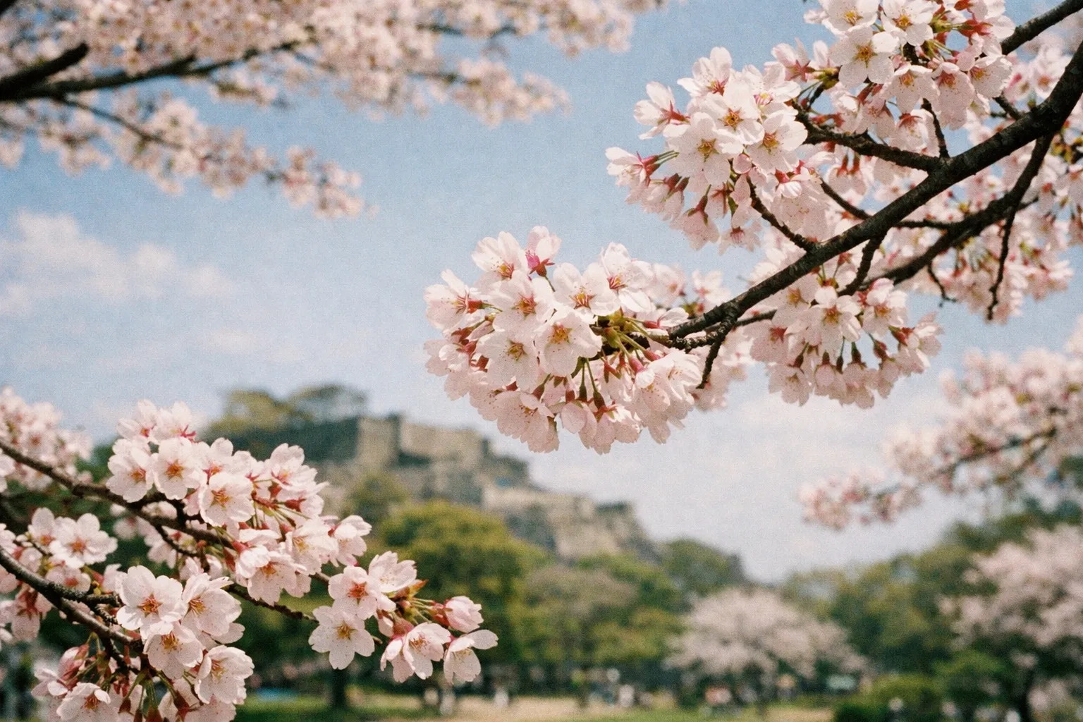 Cherry blossoms in full bloom with the ruins of a stone castle visible in the background.