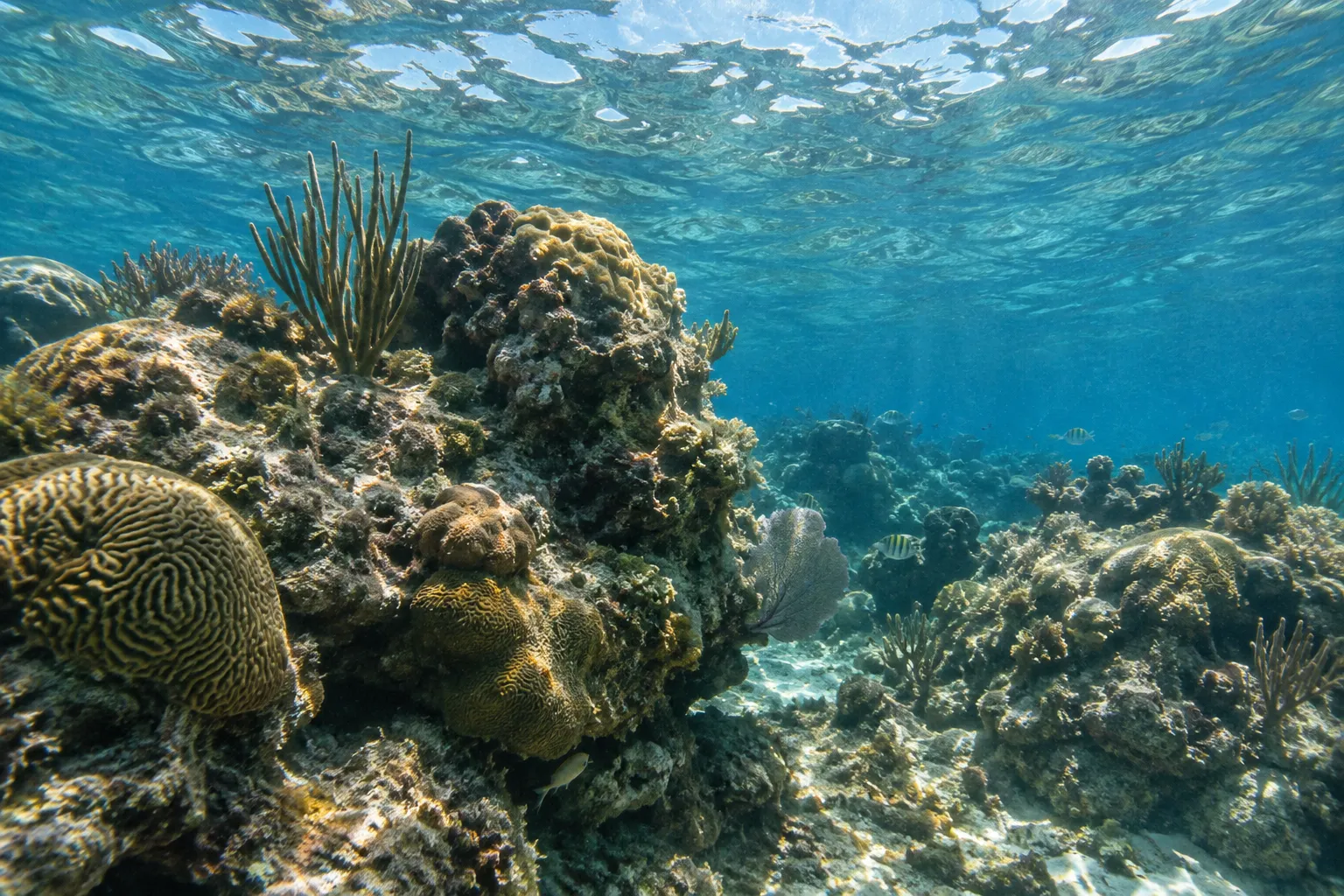 A coral reef with small fish beneath the clear water off Key West.