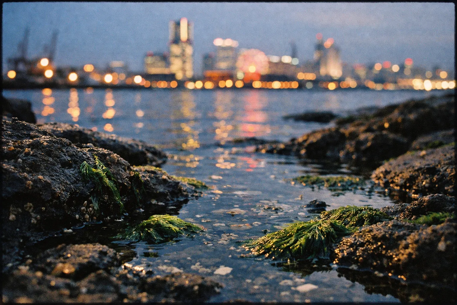 Rocky waterfront with seaweed in the foreground and Yokohama city skyline illuminated across the bay.