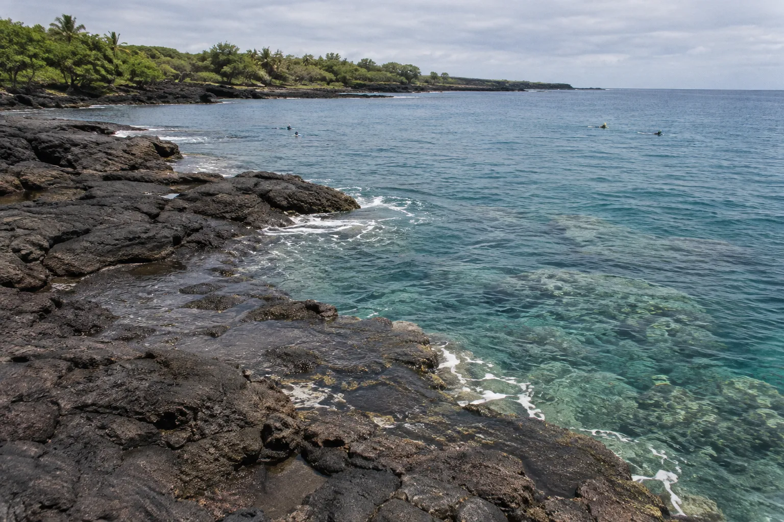 Snorkelers swim near a rocky, palm-lined Hawaiian coast.