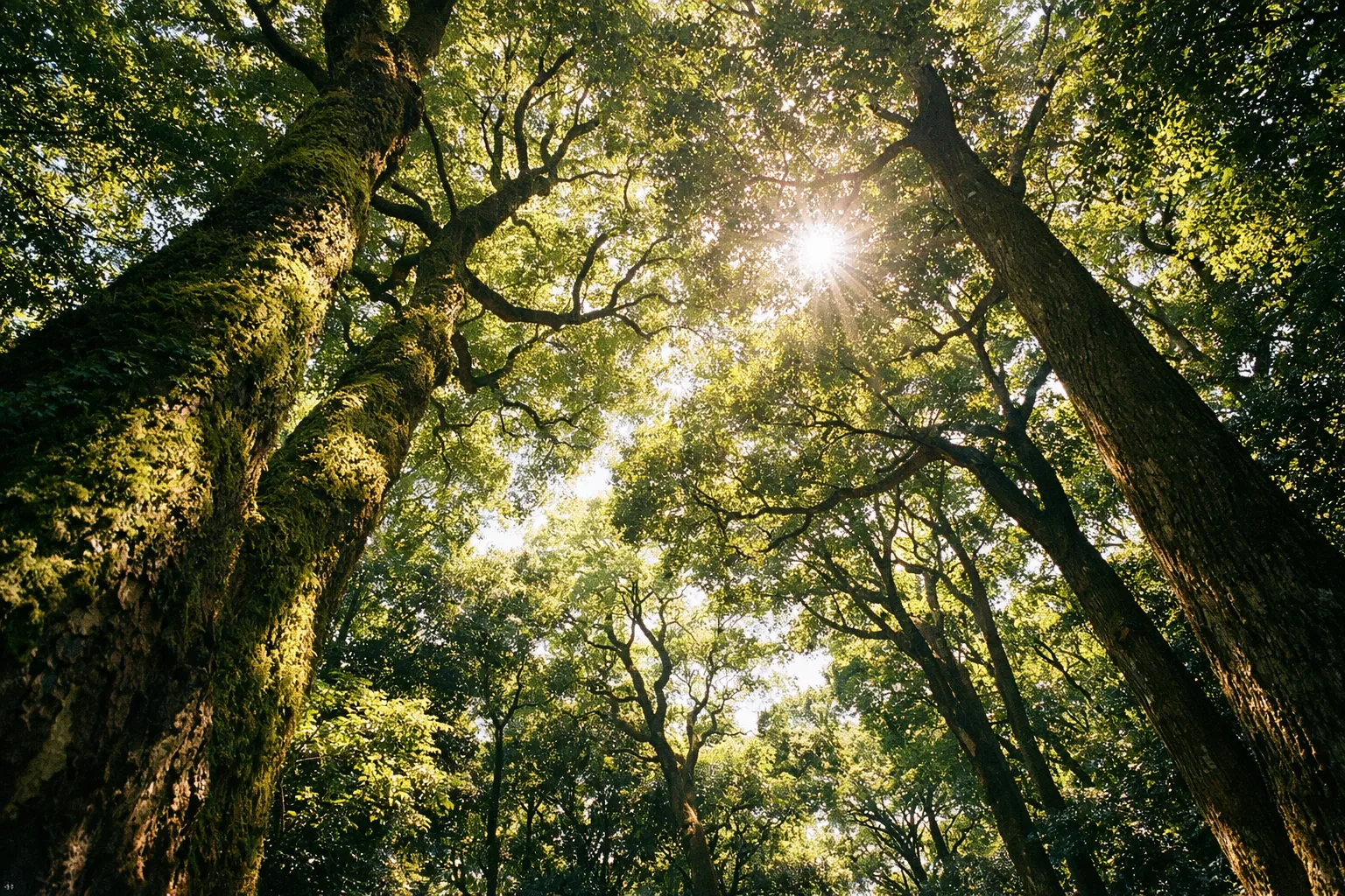 Sunlight filters through the tall trees of a lush forest in Tokyo's Meiji Shrine grounds.