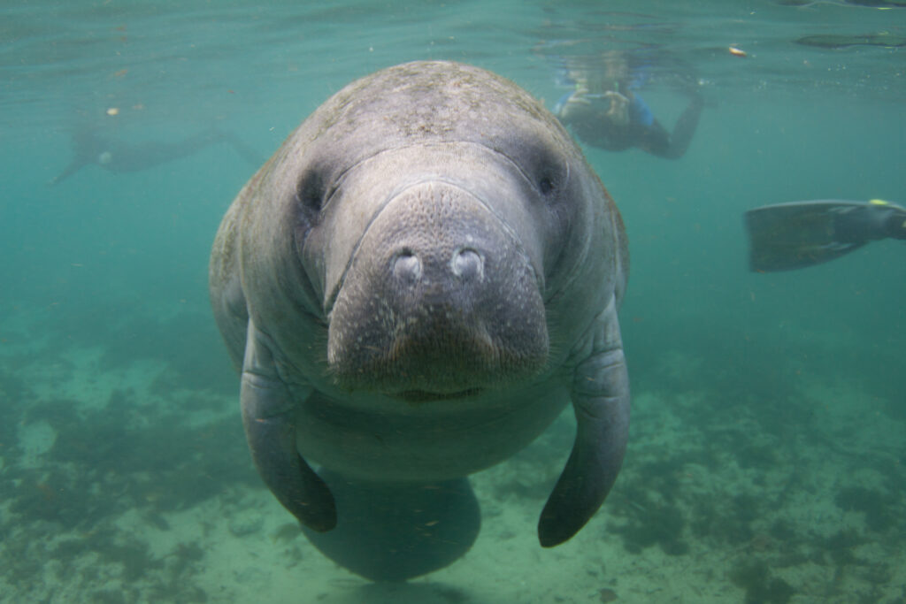 Manatee Underwater, Fort Myers, Florida