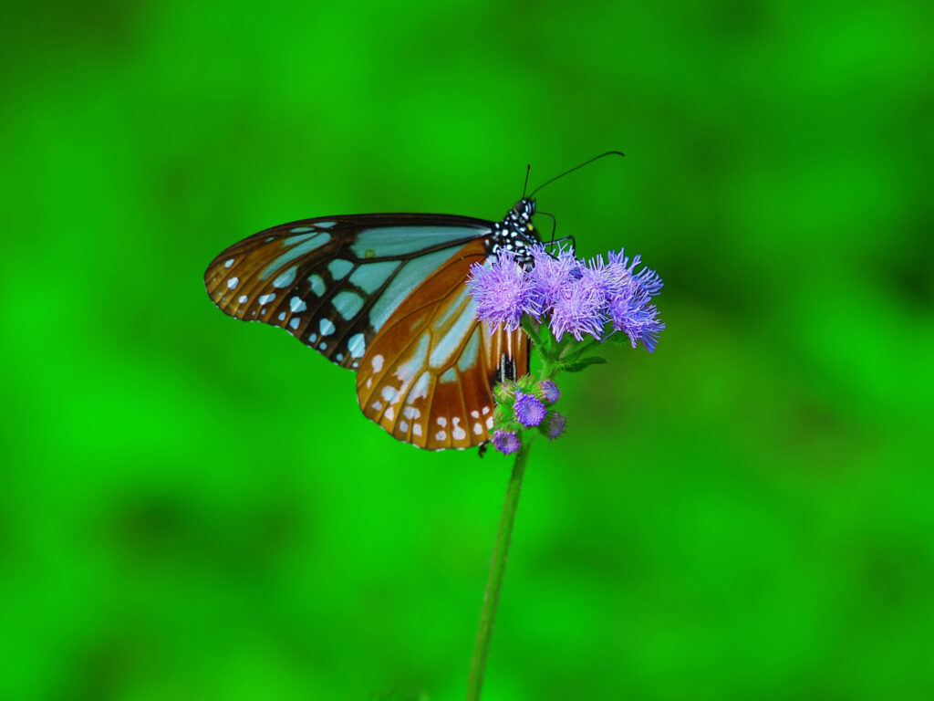 Butterflies Rainforest - Gainesville, Florida