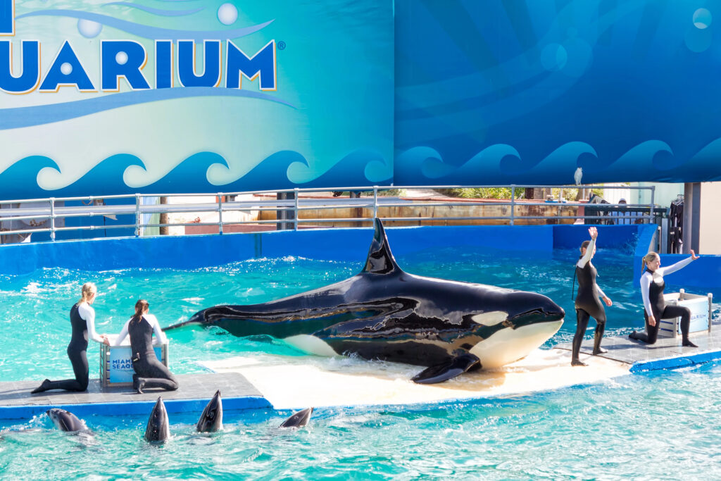 Miami Seaquarium show