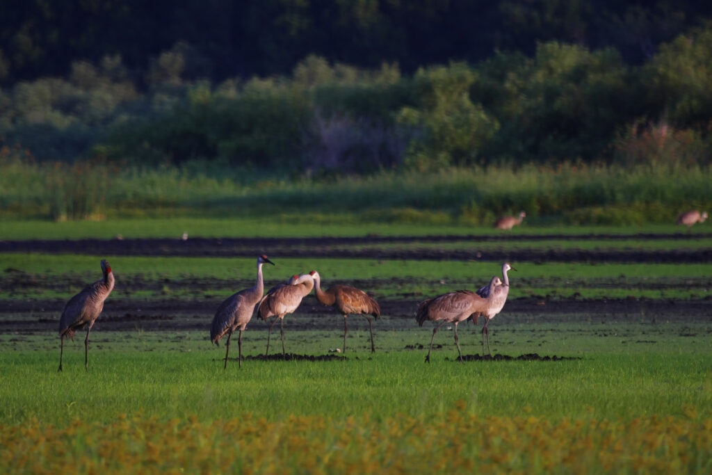Wildlife at Myakka River State Park - Sarasota, Florida, USA