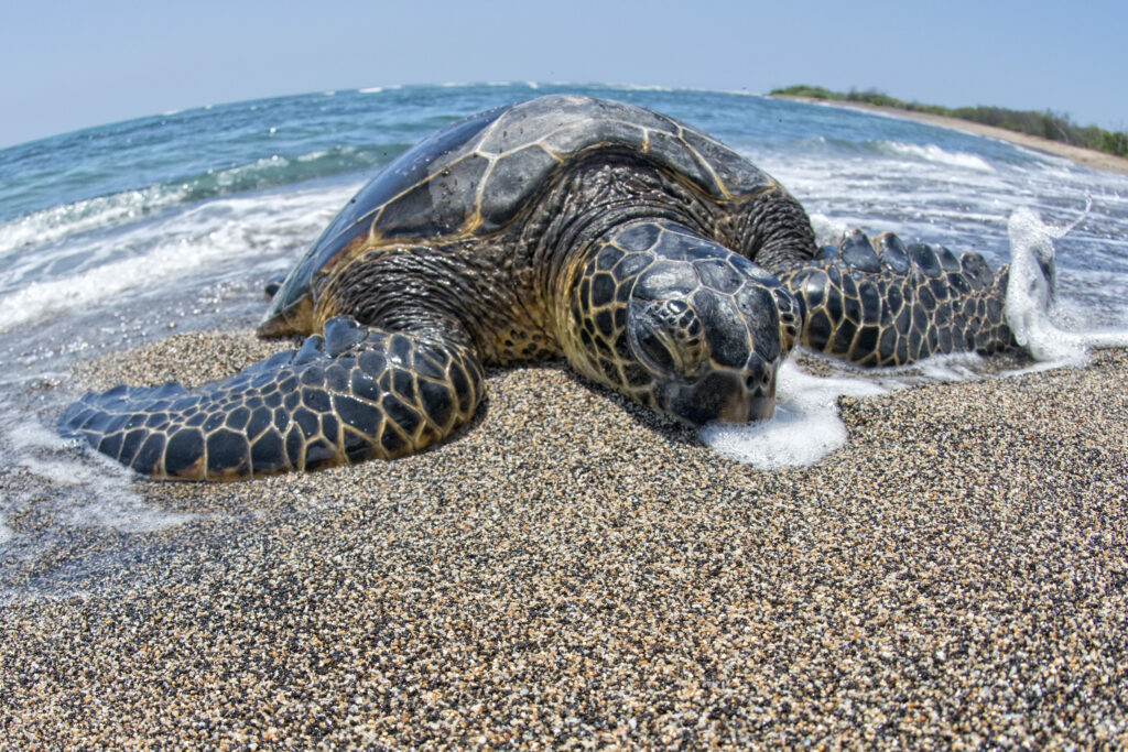 Green turtle, Oahu, Hawaii