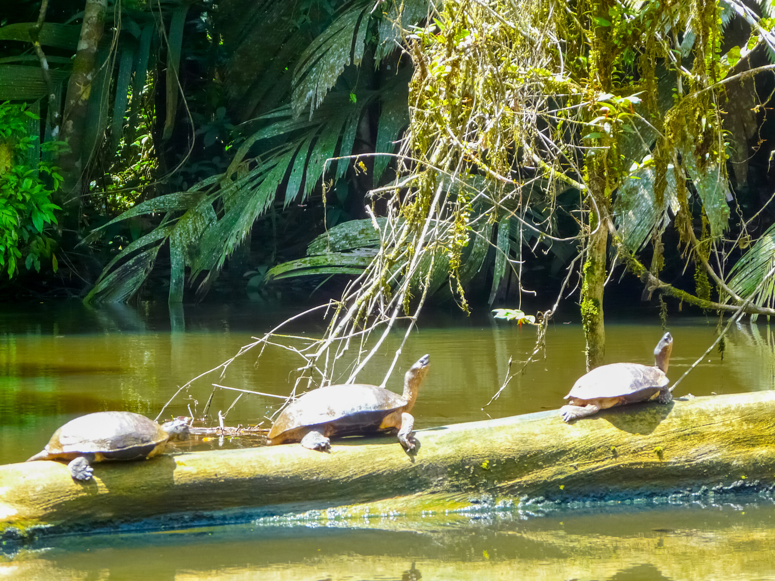 Turtles, Tortuguero National Park, Costa Rica